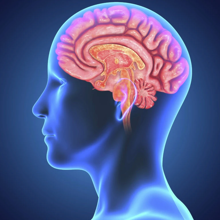 Brain and Nervous System Disorder